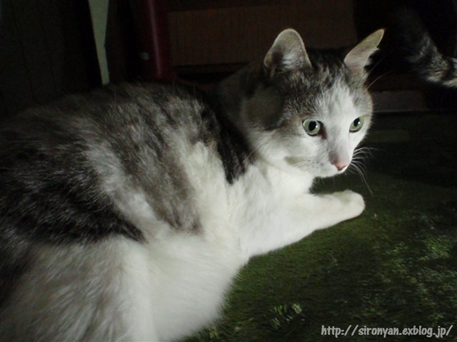a0159490_16502824.jpg