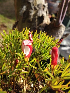 e0233111_1735914.jpg