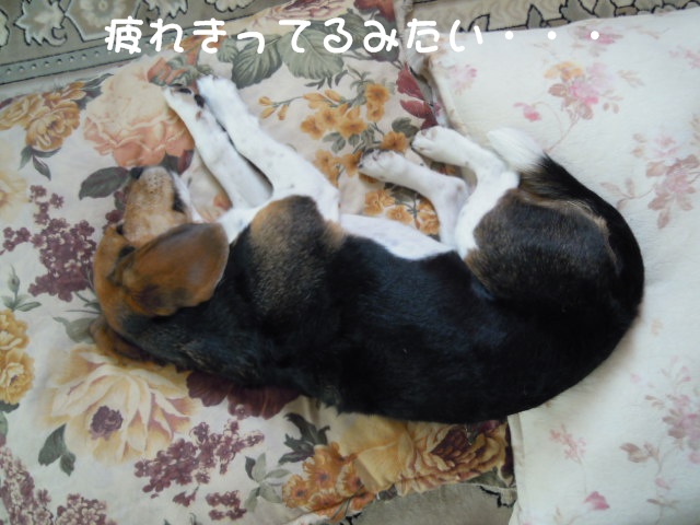 c0166622_14403361.jpg