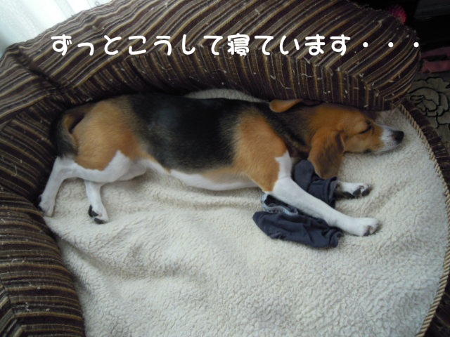 c0166622_14404027.jpg