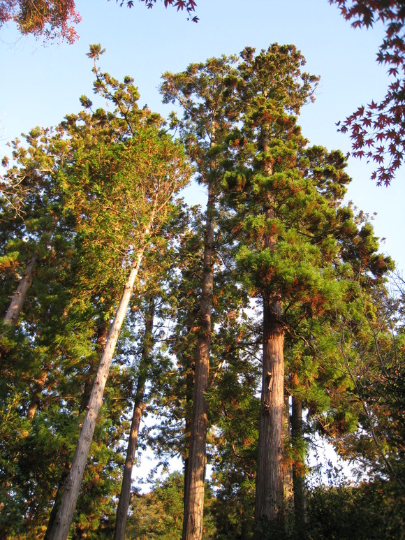 b0032346_15295830.jpg