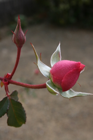c0248269_1423459.jpg