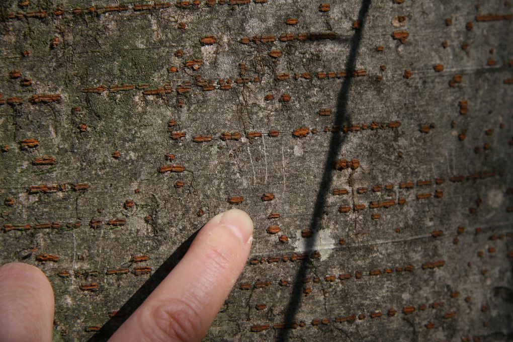 e0118274_21412032.jpg