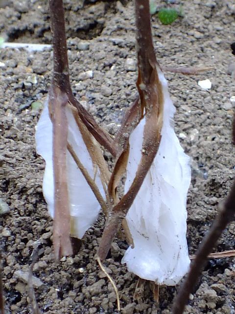 e0145782_1613030.jpg