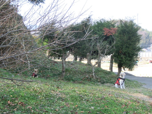 e0123587_1920059.jpg