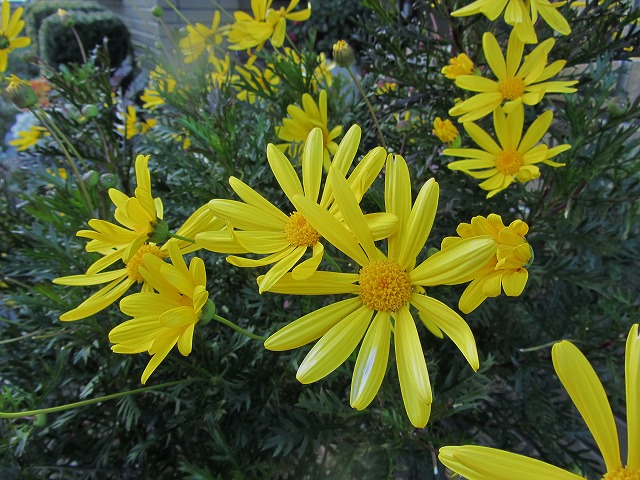 d0154609_15123528.jpg