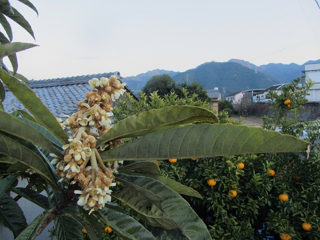 d0154609_155207.jpg