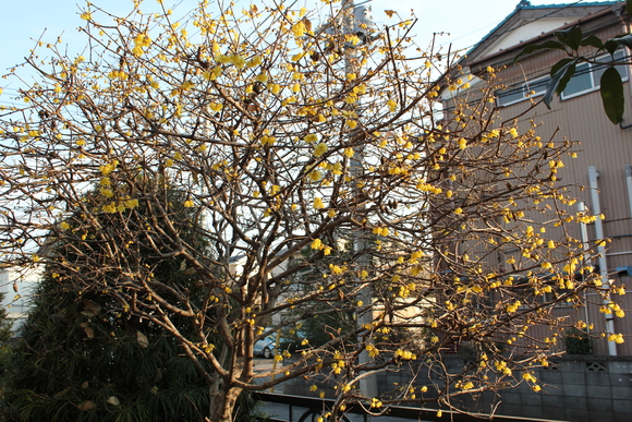 e0166032_2231198.jpg