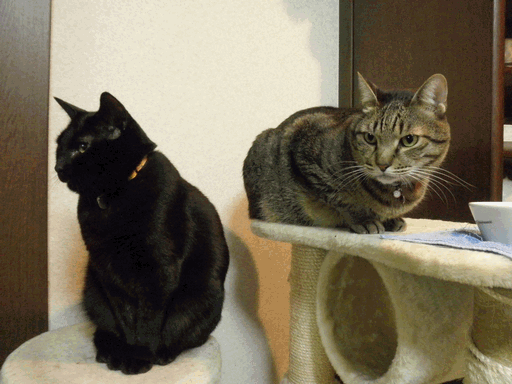 c0136736_17464187.gif