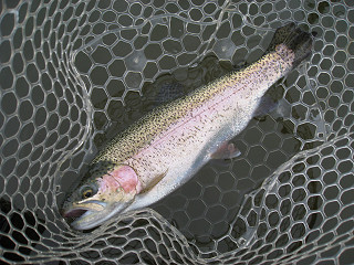f0065341_1659412.jpg