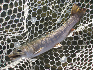 f0065341_1735395.jpg