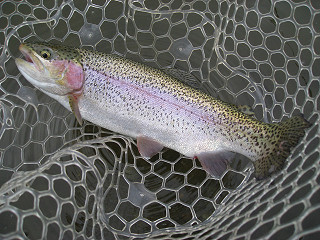 f0065341_1754636.jpg