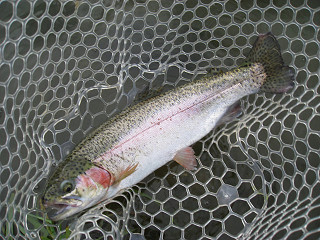 f0065341_1773228.jpg