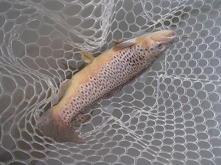 f0065341_23505489.jpg