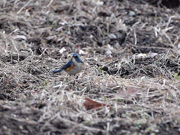 f0215964_9303030.jpg