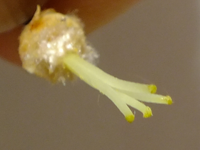 e0145782_17463996.jpg