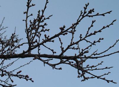 e0130185_12222593.jpg