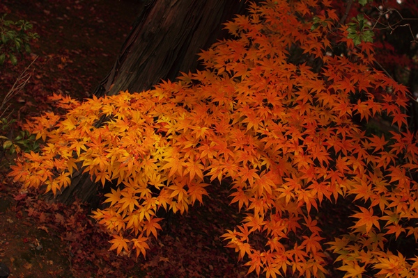 c0228404_433435.jpg