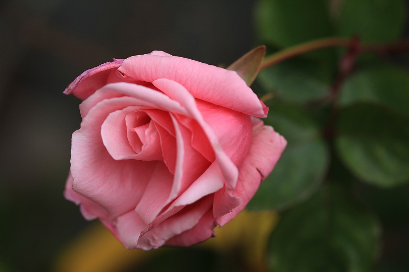 a0188405_1311259.jpg