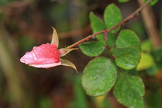 a0188405_1321029.jpg