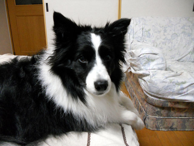 d0059230_8474181.jpg