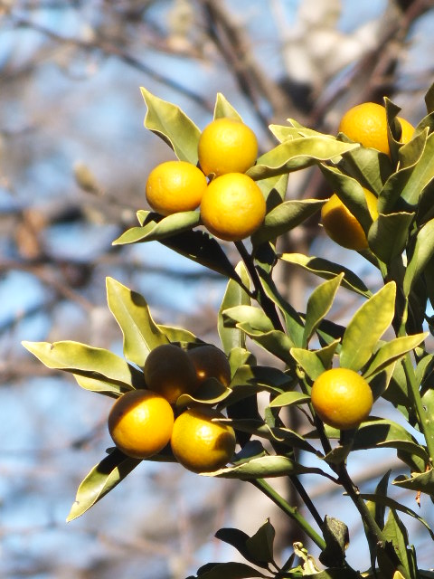 e0145782_16384068.jpg