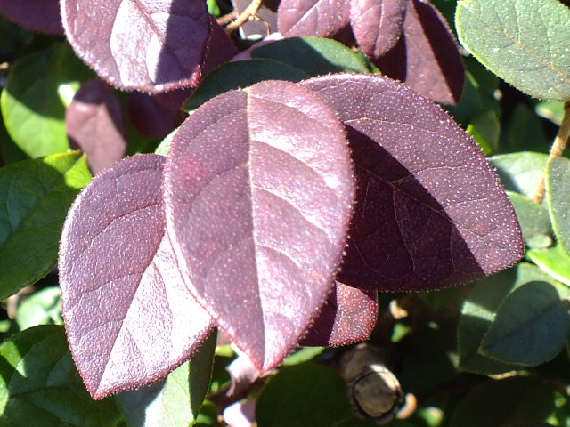 e0145782_16391091.jpg