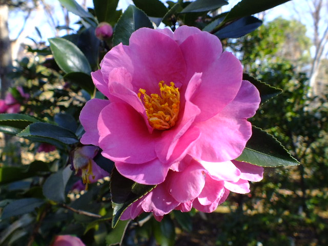 e0145782_16414967.jpg