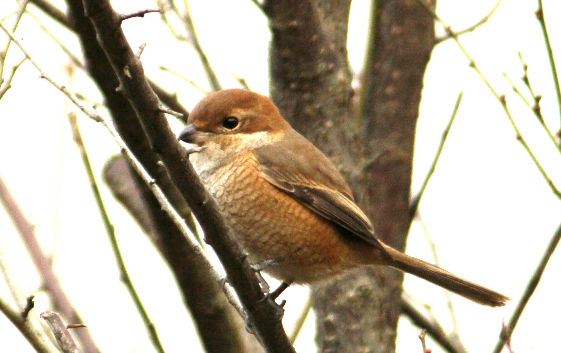 e0197884_8225159.jpg
