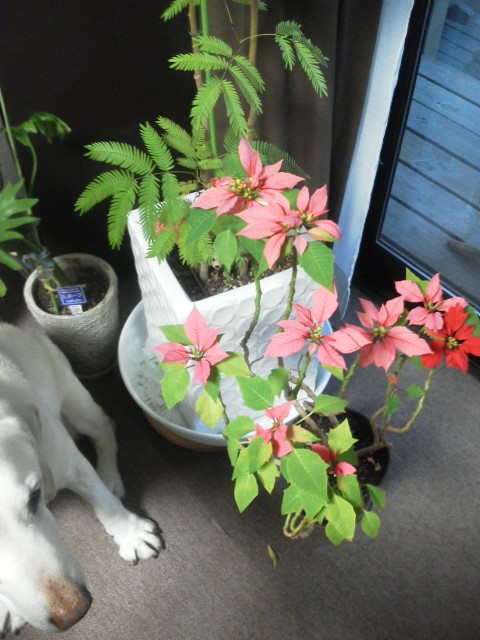 c0095693_5582249.jpg