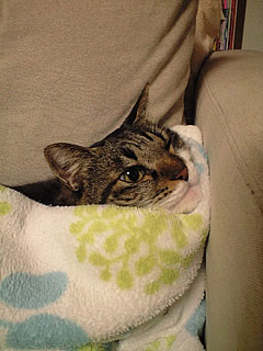 c0035001_15244866.jpg