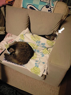 c0035001_1524521.jpg