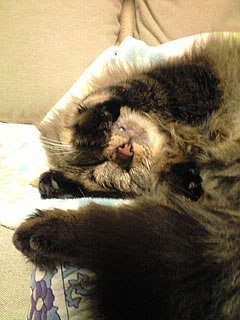 c0035001_15245690.jpg