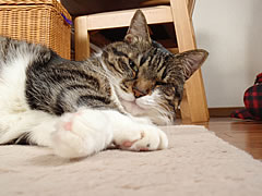 c0035001_1554013.jpg