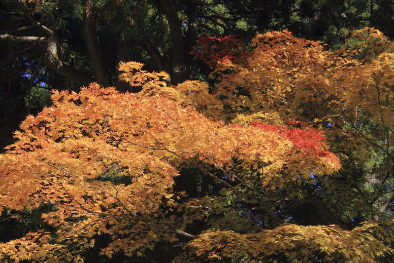b0042837_7212080.jpg