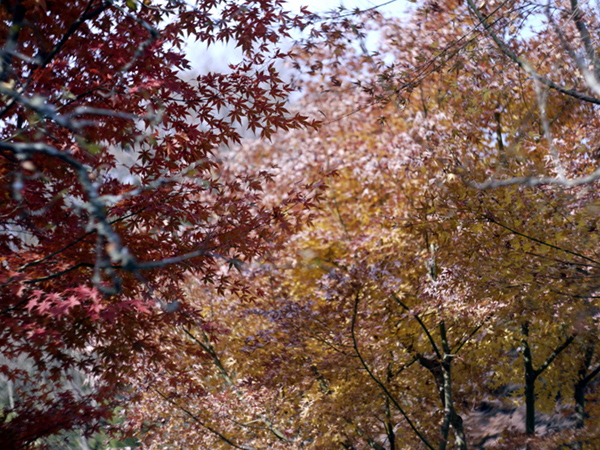 e0296043_192935.jpg