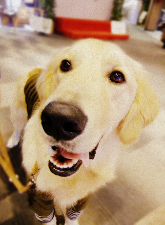 c0097558_1724075.jpg