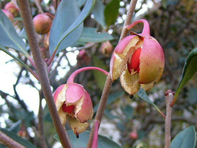 e0145782_1625336.jpg