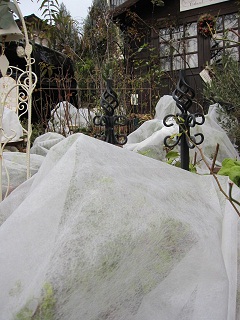 c0152002_17462055.jpg