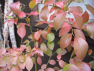 c0152002_1747577.jpg