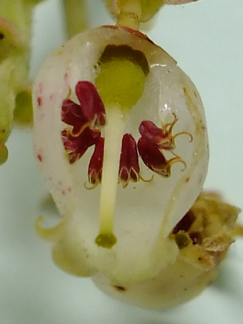 e0145782_1632274.jpg