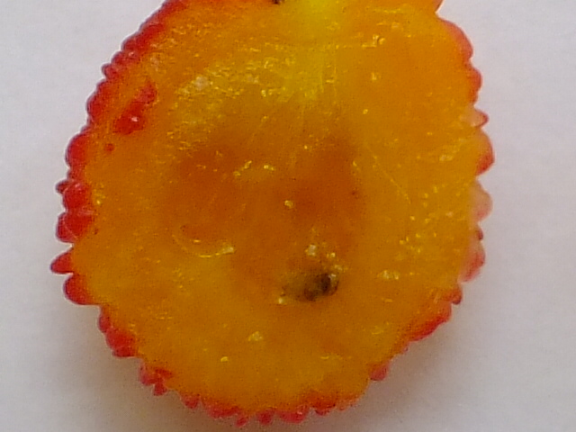 e0145782_16355357.jpg