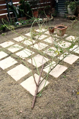 e0154682_16591427.jpg