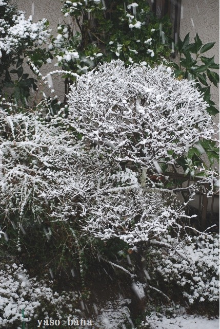 e0025300_15444736.jpg