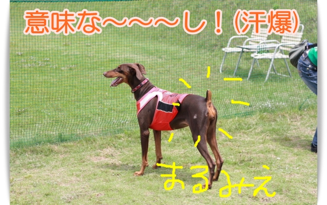 e0100007_113391.jpg