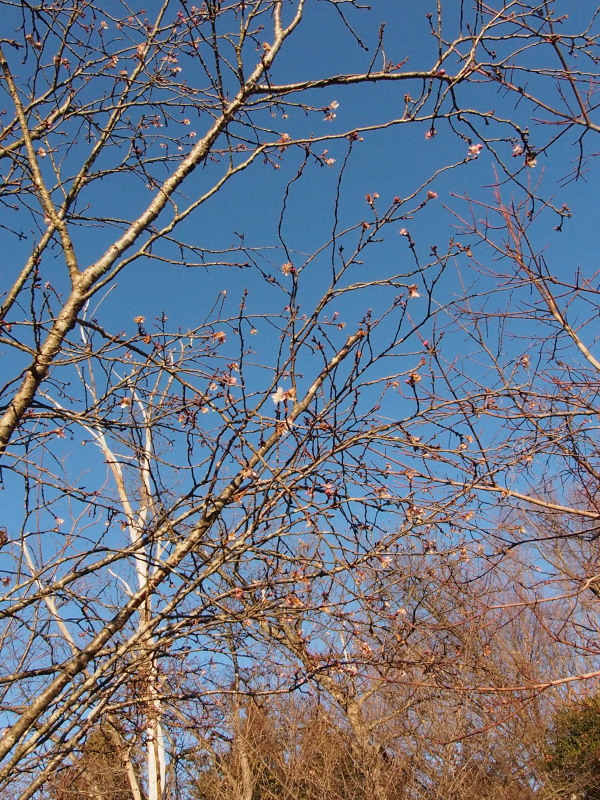 c0085622_1936890.jpg