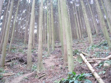 c0077338_5563749.jpg