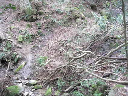 c0077338_55743.jpg
