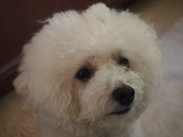 c0117239_1130518.jpg