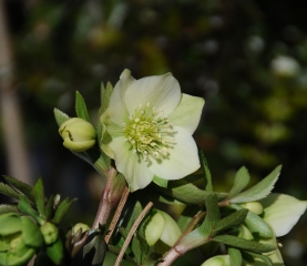 e0105760_5522217.jpg